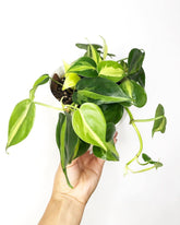 philodendron Micans + Brasil, With 5.5 inches White Decor pot